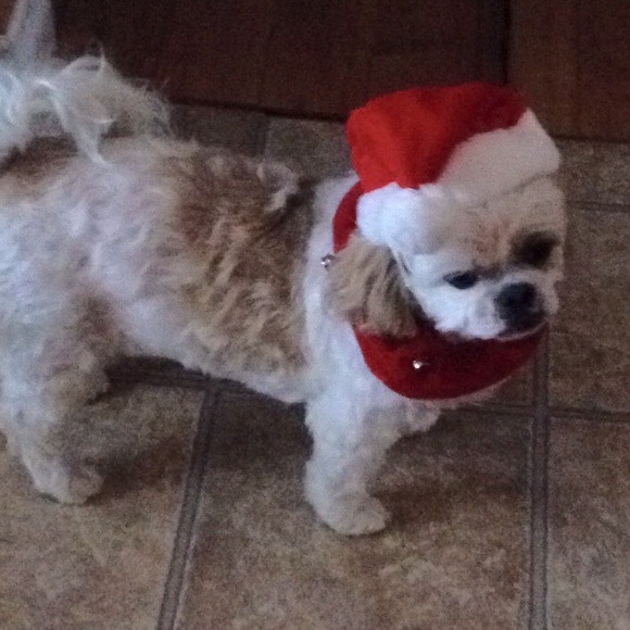 🌻5 for $10 bundle🌻 Pet collars - Picture 3 of 3